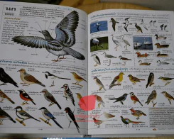 สารารุกรมเพื่ออนาคตสู่โลกแห่งศตวรรษที่ 21 เปิดโลกกว้าง รูปที่ 4