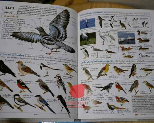 สารารุกรมเพื่ออนาคตสู่โลกแห่งศตวรรษที่ 21 เปิดโลกกว้าง รูปที่ 4