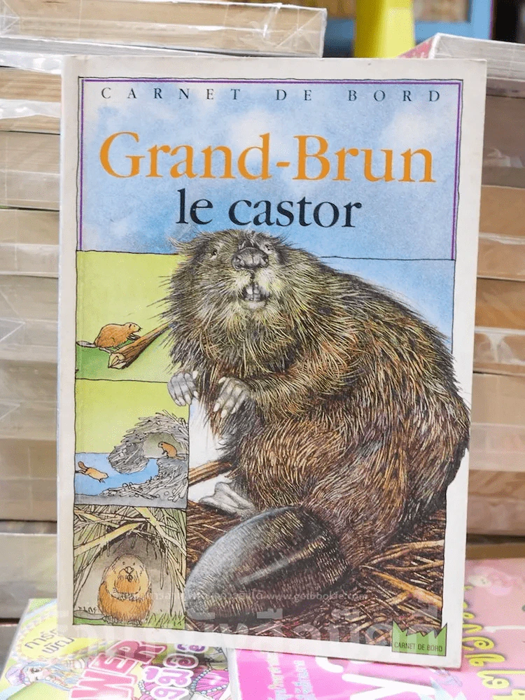 Grand-Brun le castor รูปที่ 1