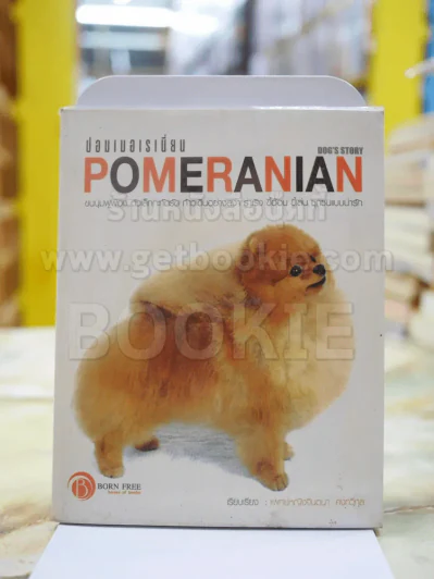 ปอมเมอเรเนี่ยน POMERANIAN รูปที่ 1