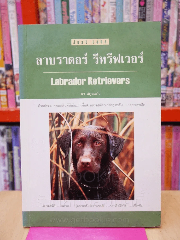 ลาบาดอร์ รีทรีฟเวอร์ รูปที่ 1