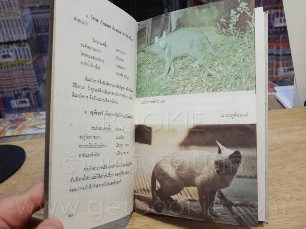 แมวไทย - สุทธิลักษณ์ อำพันวงศ์ รูปที่ 3