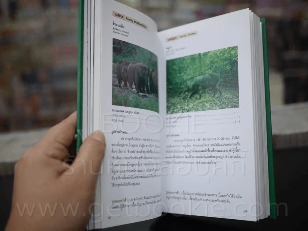 คู่มือจำแนกสัตว์ป่า รูปที่ 6