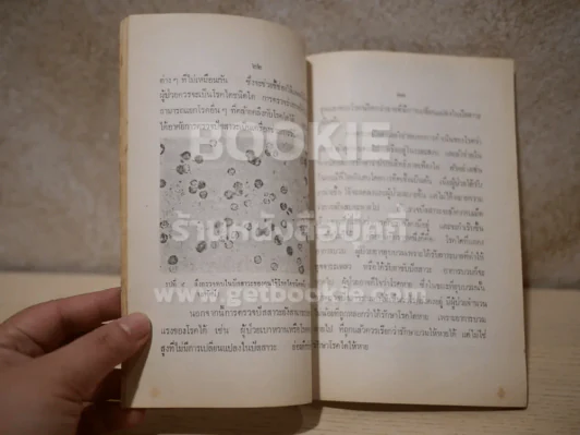 ความรู้เรื่องโลกไต สำหรับประชาชน รูปที่ 3