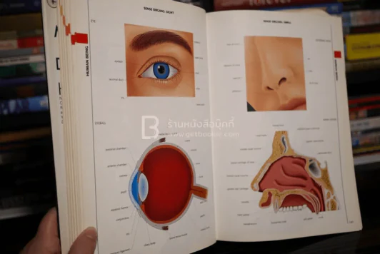 The Macmillan Visual Dictionary รูปที่ 7