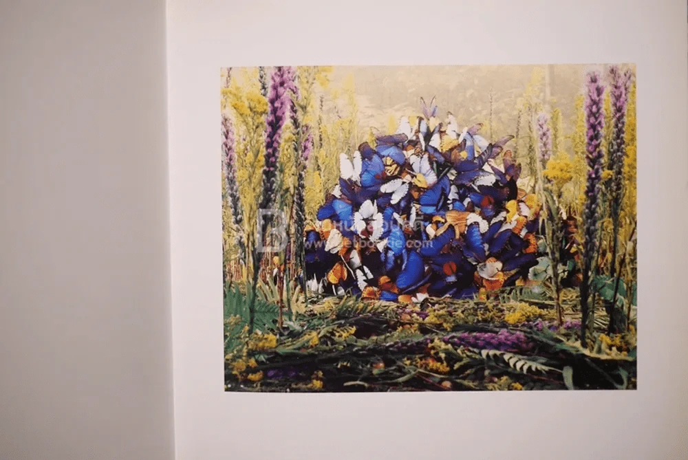 Deceits & Fantasies Contemporary Photography and The Garden รูปที่ 4