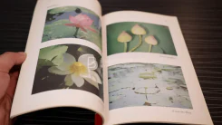 การปลูกบัว - วิเชษฐ ค้าสุวรรณ รูปที่ 3