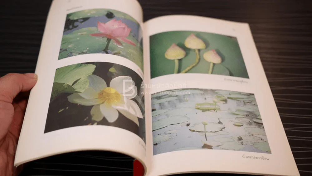 การปลูกบัว - วิเชษฐ ค้าสุวรรณ รูปที่ 3