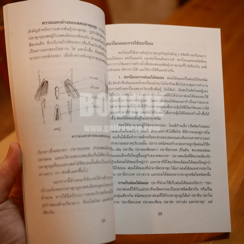 การเพาะพันธุ์และการเลี้ยงปลาดุกอุย - ประพันธ์ ธาราเวทย์ รูปที่ 7