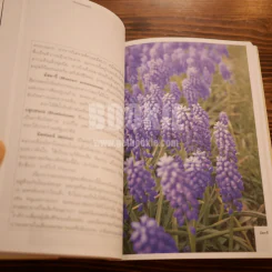 เรื่องของดอกไม้ Flowers - ม.ล.จารุพันธ์ ทองแถม รูปที่ 11