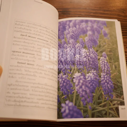เรื่องของดอกไม้ Flowers - ม.ล.จารุพันธ์ ทองแถม รูปที่ 11