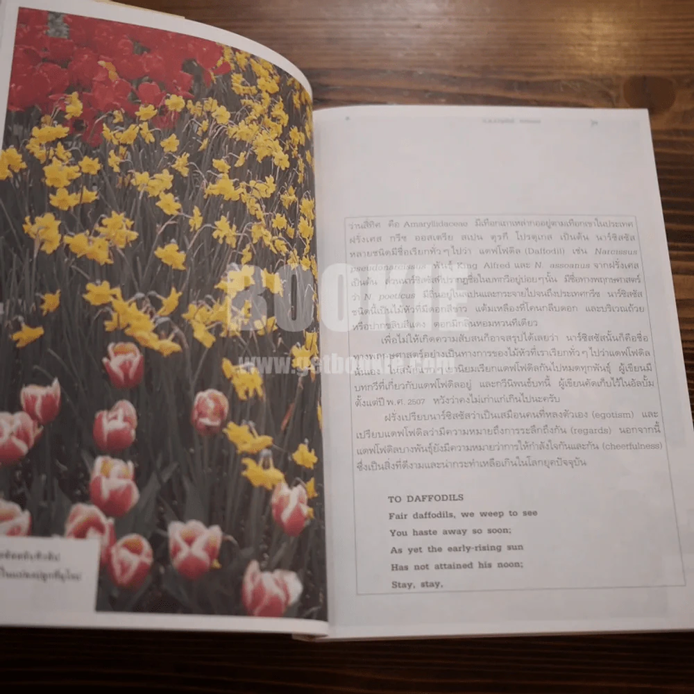 เรื่องของดอกไม้ Flowers - ม.ล.จารุพันธ์ ทองแถม รูปที่ 10