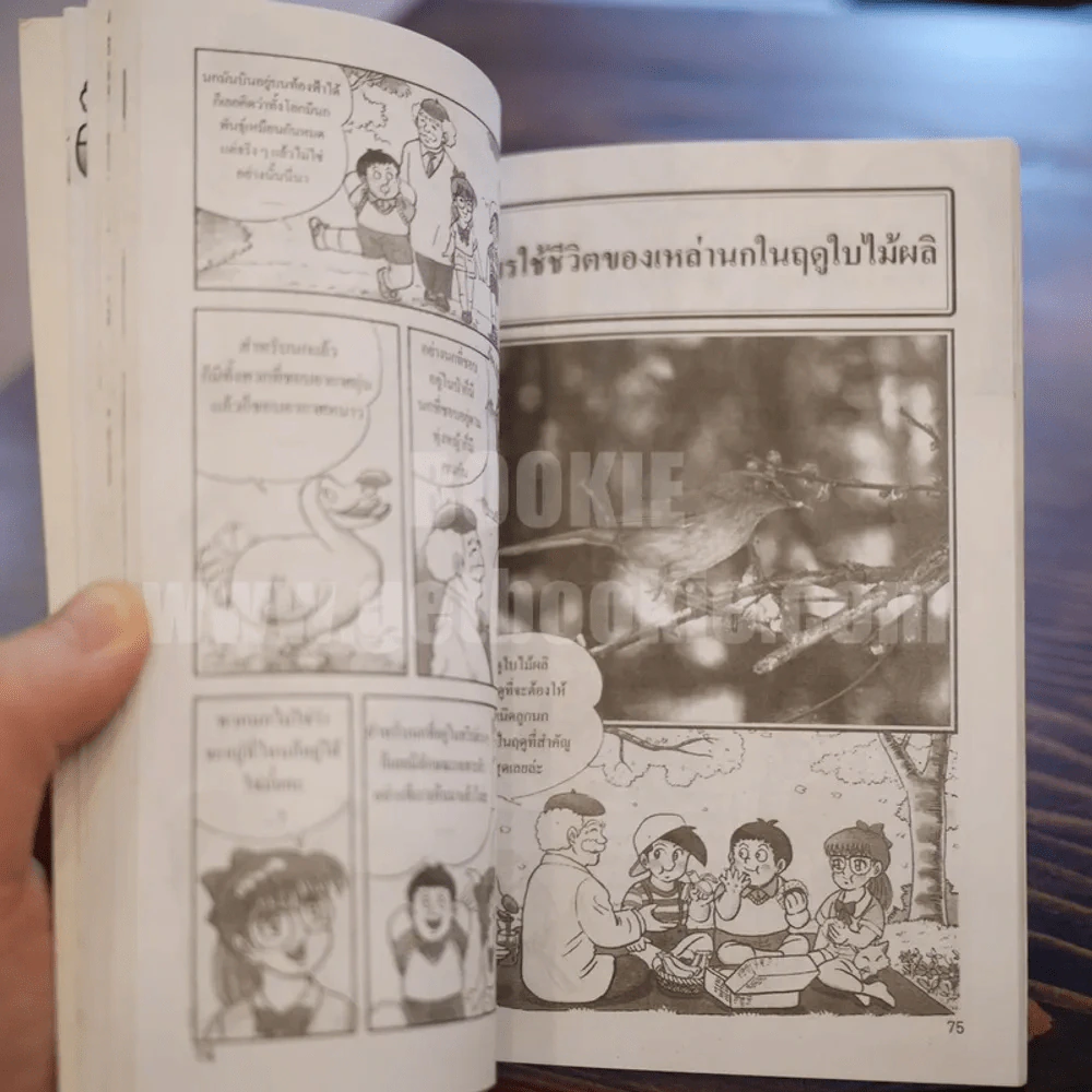 นกหายาก สาระ ความรู้ คู่การ์ตูน รูปที่ 13