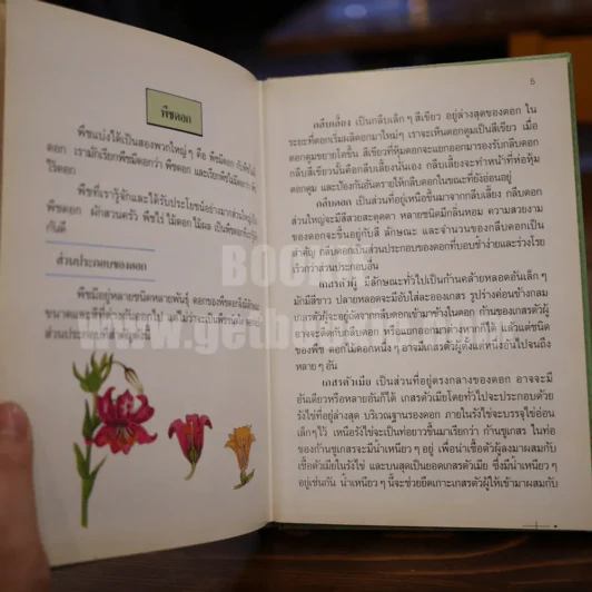 พืชมีประโยชน์ เล่ม 1-3 รูปที่ 8