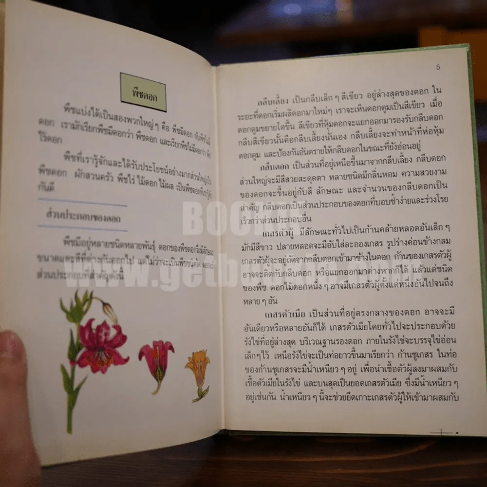 พืชมีประโยชน์ เล่ม 1-3 รูปที่ 8