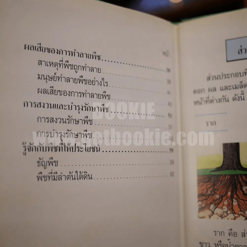 พืชมีประโยชน์ เล่ม 1-3 รูปที่ 11