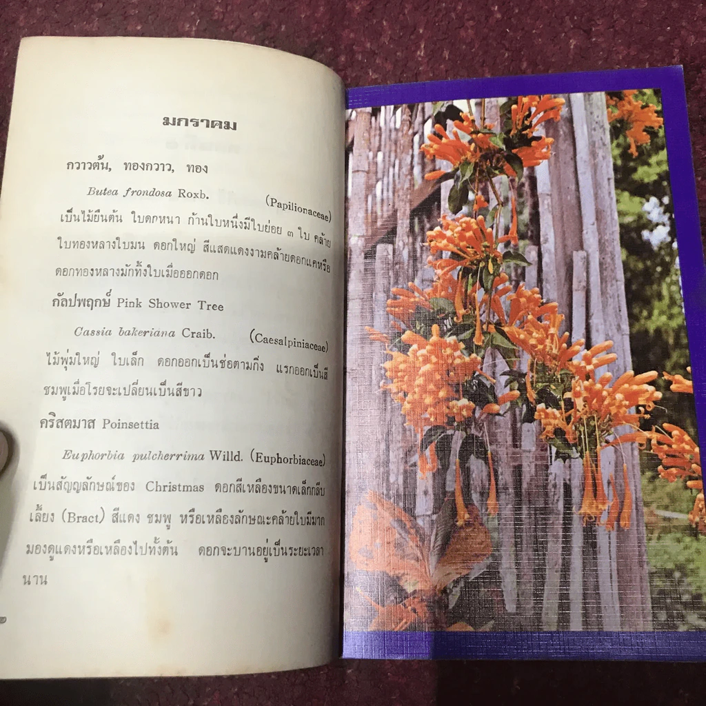 ปฏิทินดอกไม้ รูปที่ 10