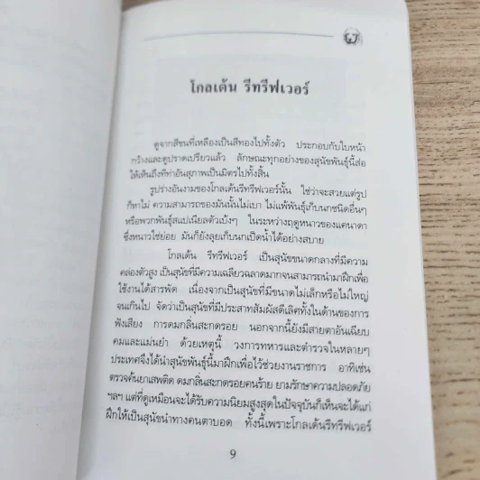 โกลเด้น รีทรีฟเวอร์ - บัณฑิตย์ สุริยพันธ์ รูปที่ 8