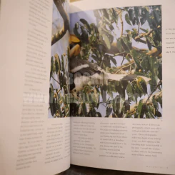 Hornbills Masters of Tropical Forests นกเงือก รูปที่ 4