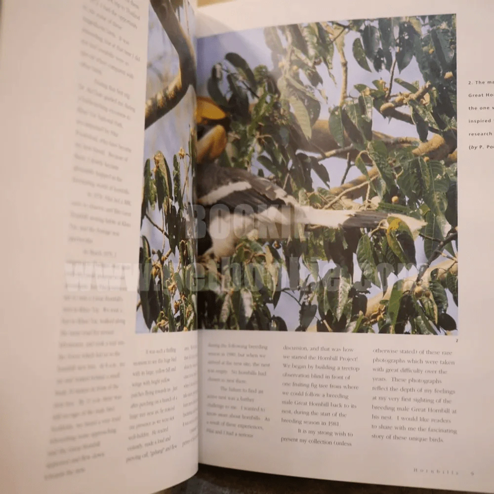 Hornbills Masters of Tropical Forests นกเงือก รูปที่ 4