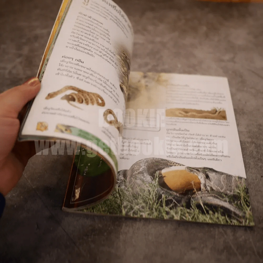 Usborne Discovery โลกของงู รูปที่ 4