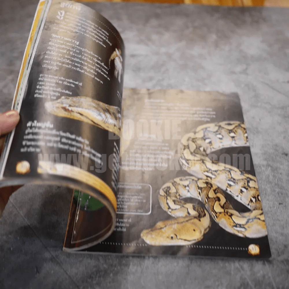 Usborne Discovery โลกของงู รูปที่ 3