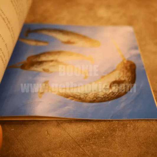 Do Whales Have Belly Buttons? รูปที่ 3