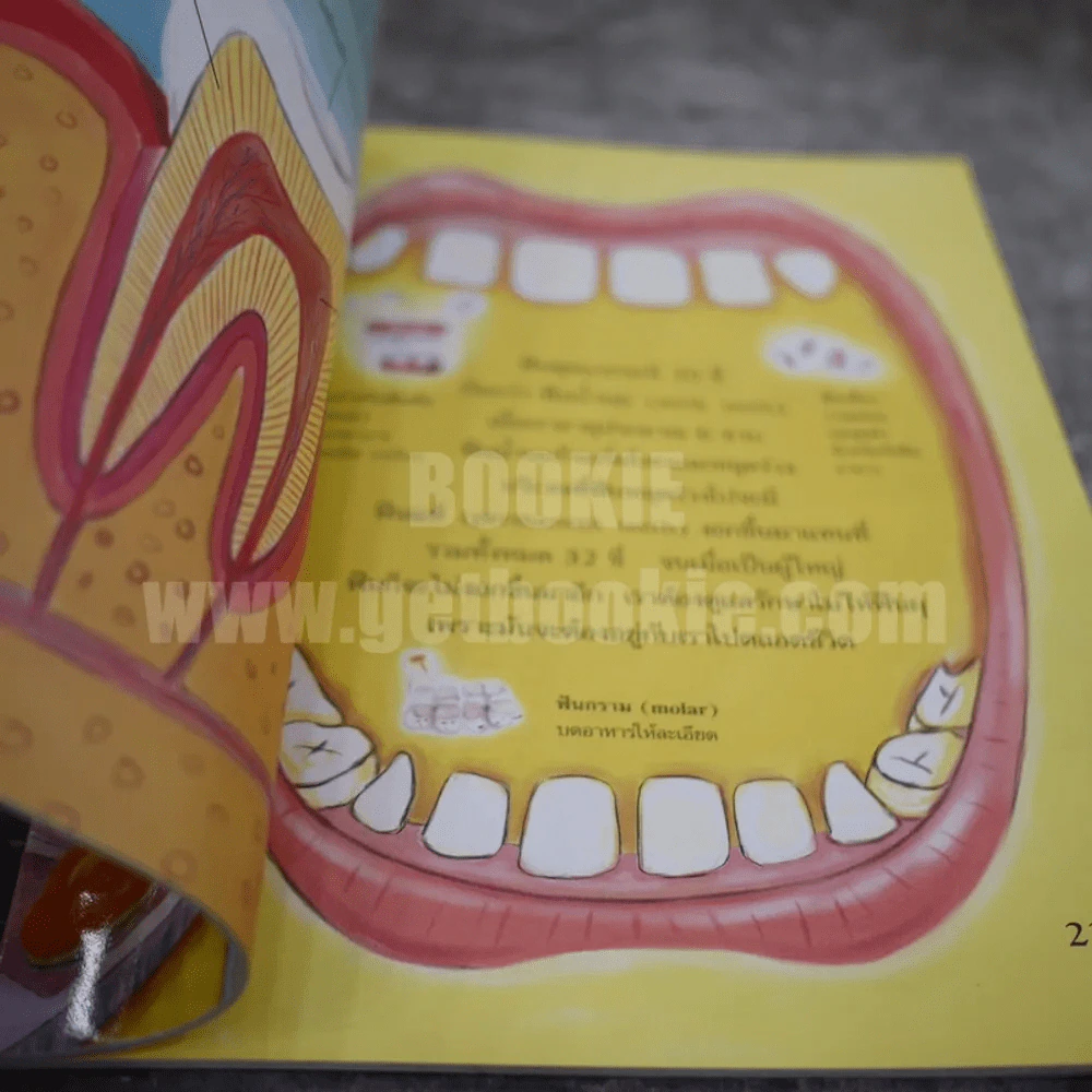 สาระความรู้สำหรับเด็กตามแบบฉบับเกาหลี ร่างกายของเราเติบโตอย่างไรนะ รูปที่ 3