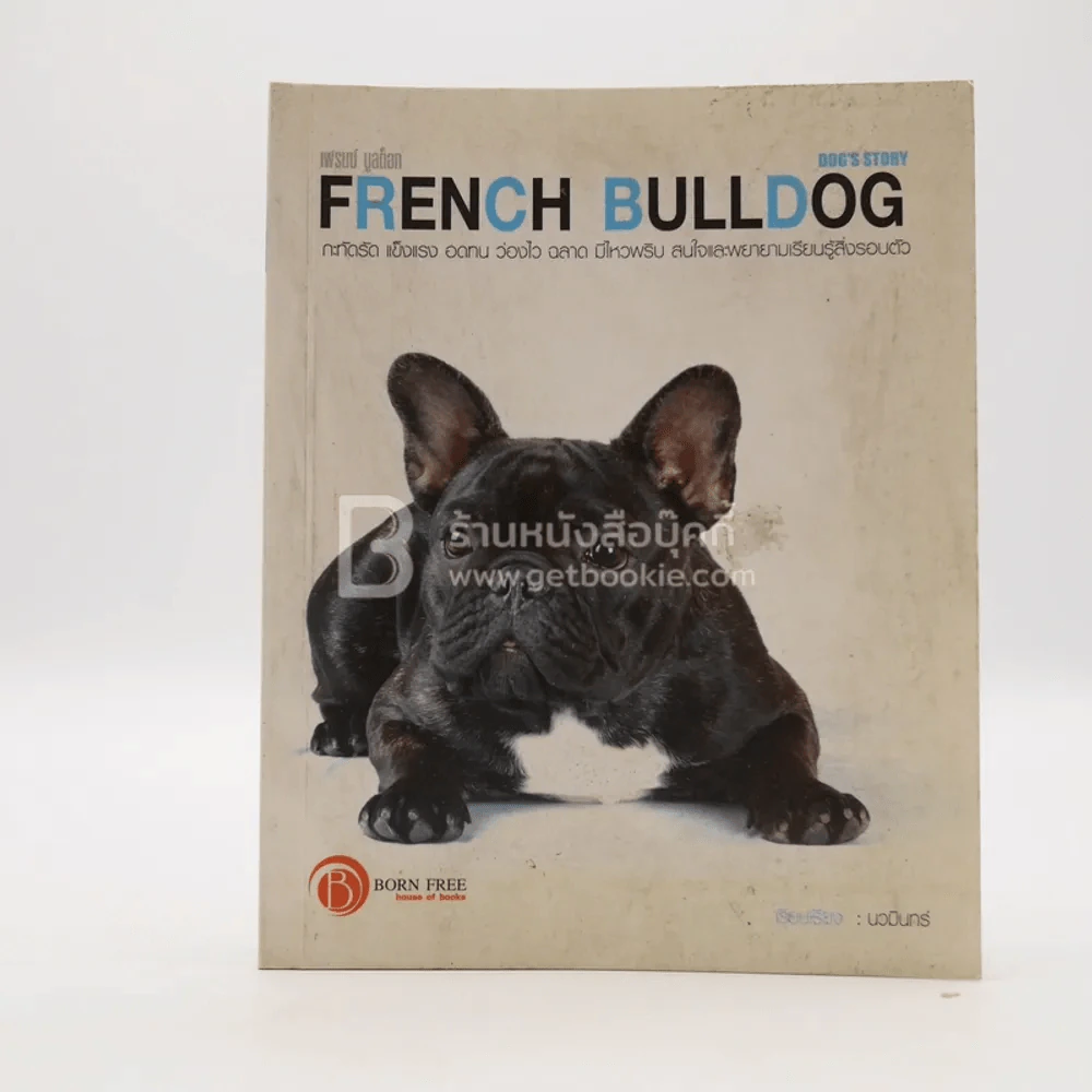 French Bulldog เฟรนซ์ บลูด็อก รูปที่ 1