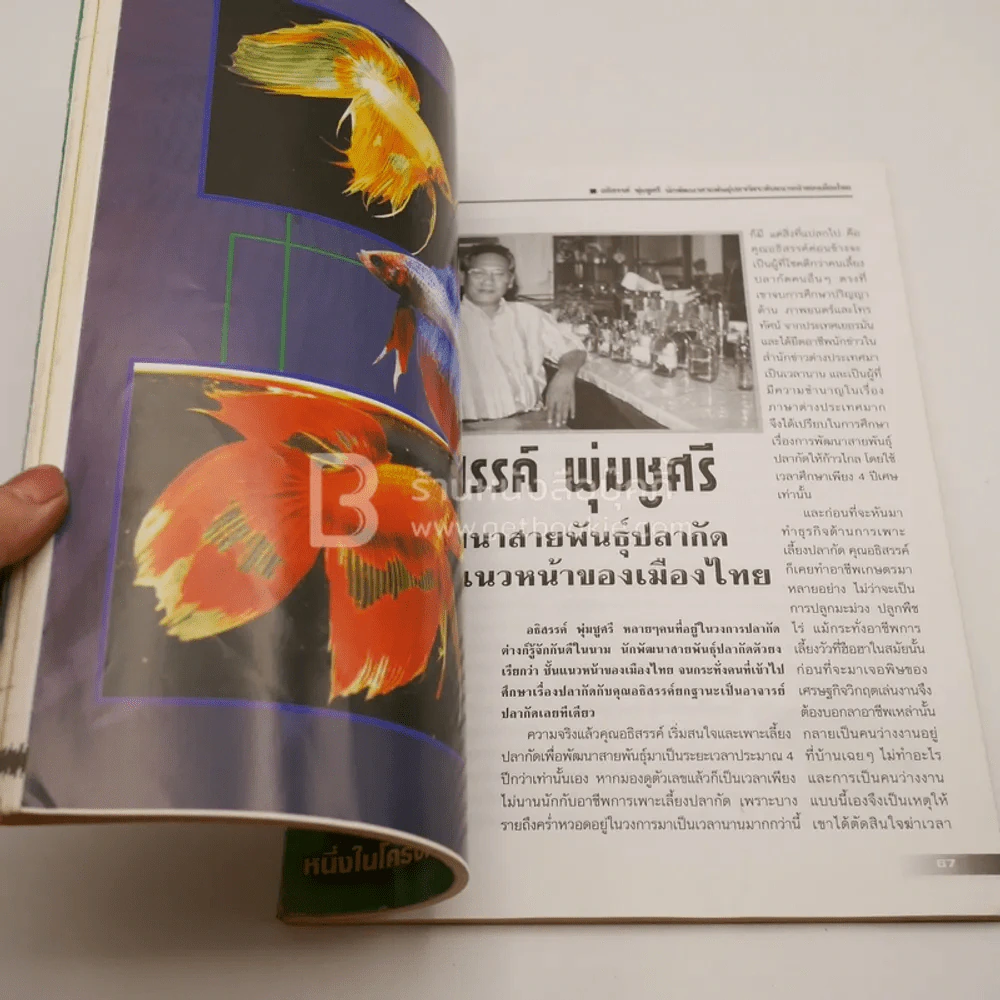 เซียนปลากัด รูปที่ 4