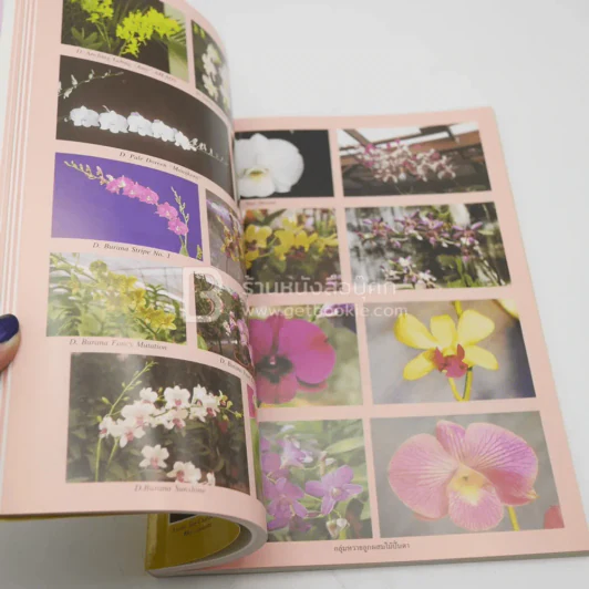ความสุข ฉบับ กลัวยไม้ไทย รูปที่ 4