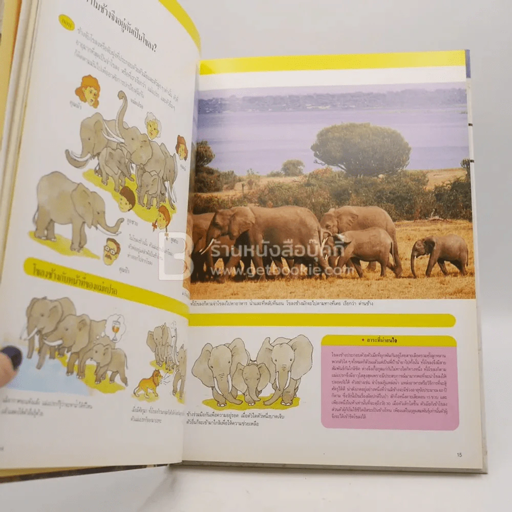 หนังสือชุดความรู้เบื้องต้นสำหรับเด็ก สัตว์ป่า รูปที่ 3