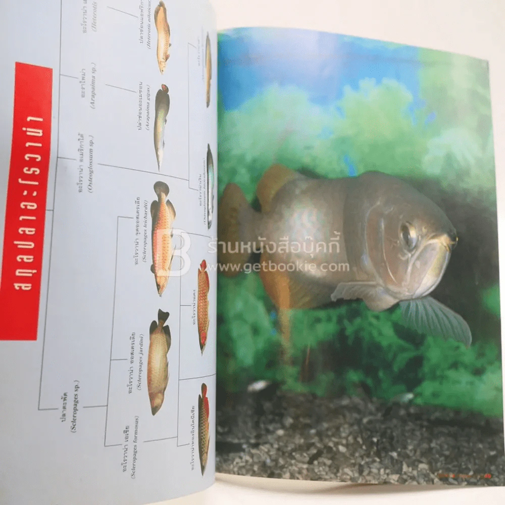 รู้รอบตัว ปีที่ 7 ฉบับที่ 78 ก.ค.2538 รูปที่ 3