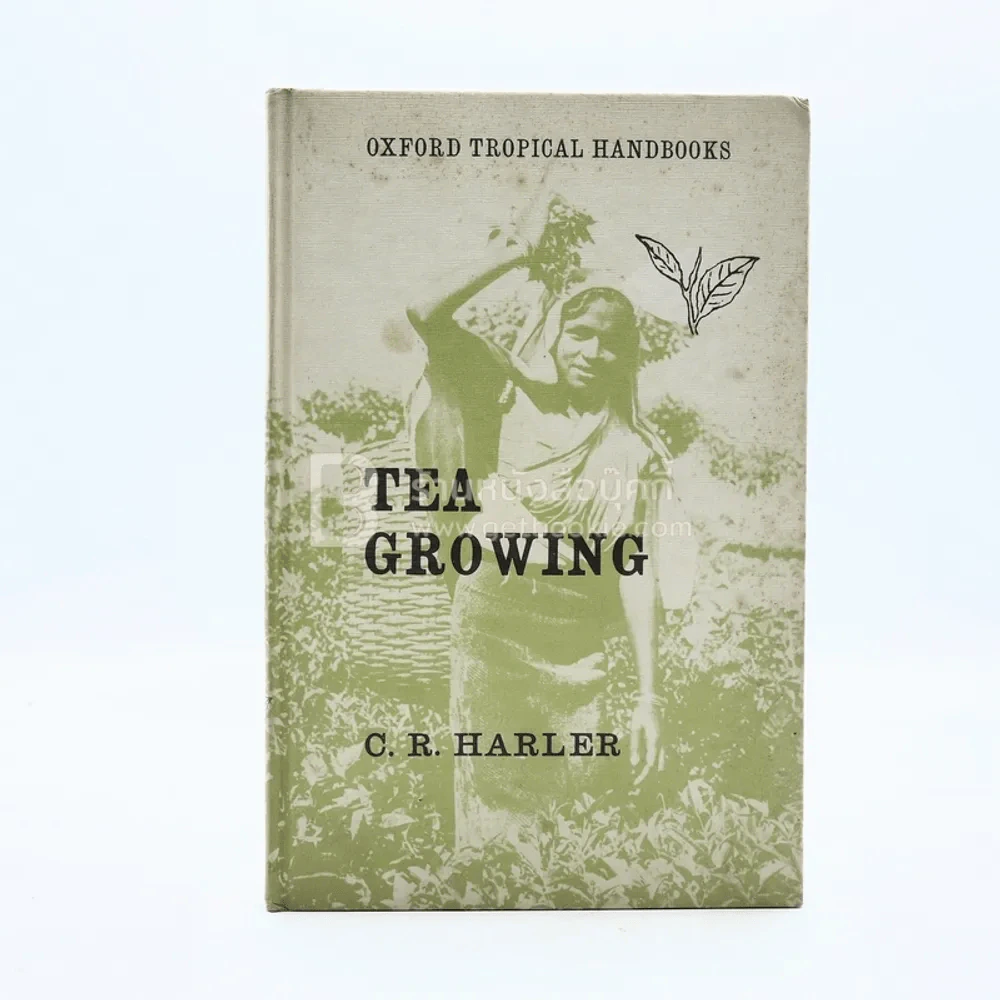 Tea Growing  การปลูกชา รูปที่ 1