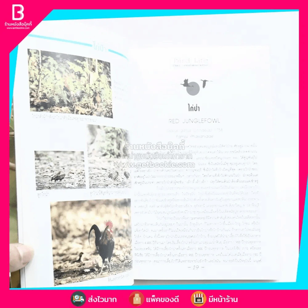 ชีวิตนก จากบันทึกและความทรงจำ Bird Life From Records & Remembrance Vol.1-2 - สุธี ศุภรัฐวิกร รูปที่ 6