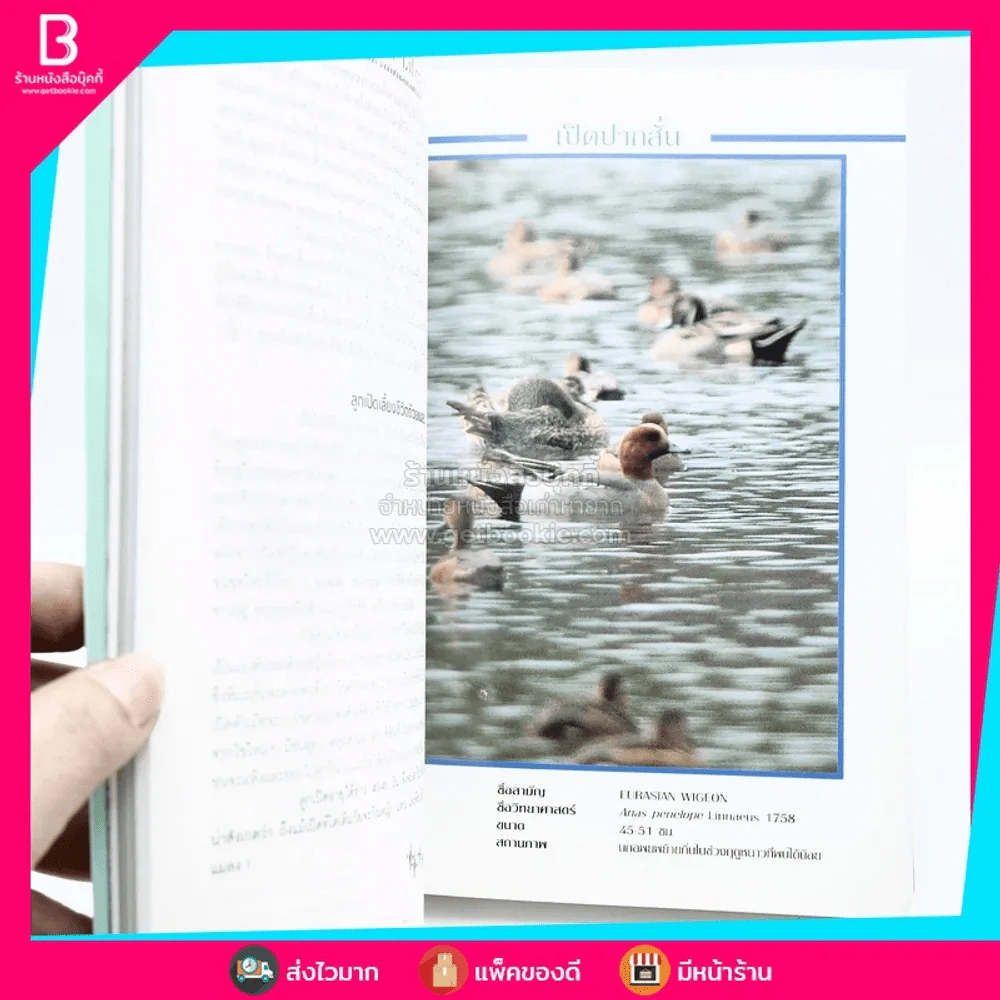 ชีวิตนก จากบันทึกและความทรงจำ Bird Life From Records & Remembrance Vol.1-2 - สุธี ศุภรัฐวิกร รูปที่ 5