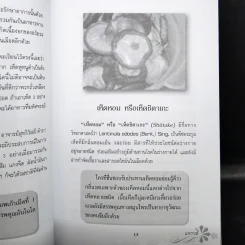 สมุนไพรไทยนพเก้า รูปที่ 11