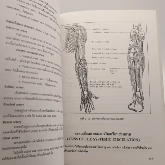 กายวิภาคศาสตร์ของมนุษย์ Human Anatomy รูปที่ 4