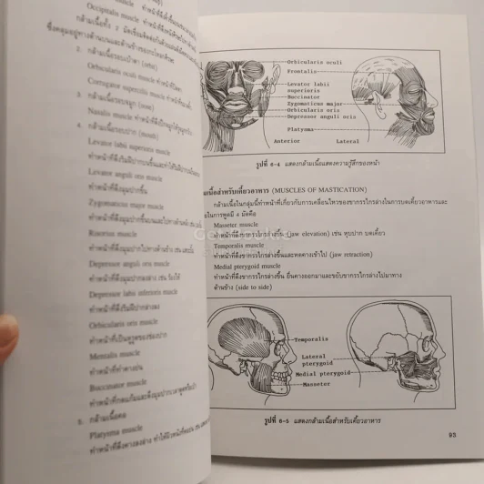 กายวิภาคศาสตร์ของมนุษย์ Human Anatomy รูปที่ 3