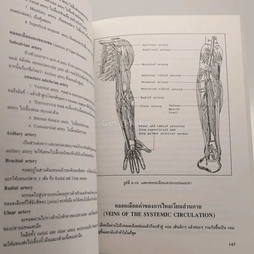 กายวิภาคศาสตร์ของมนุษย์ Human Anatomy รูปที่ 4