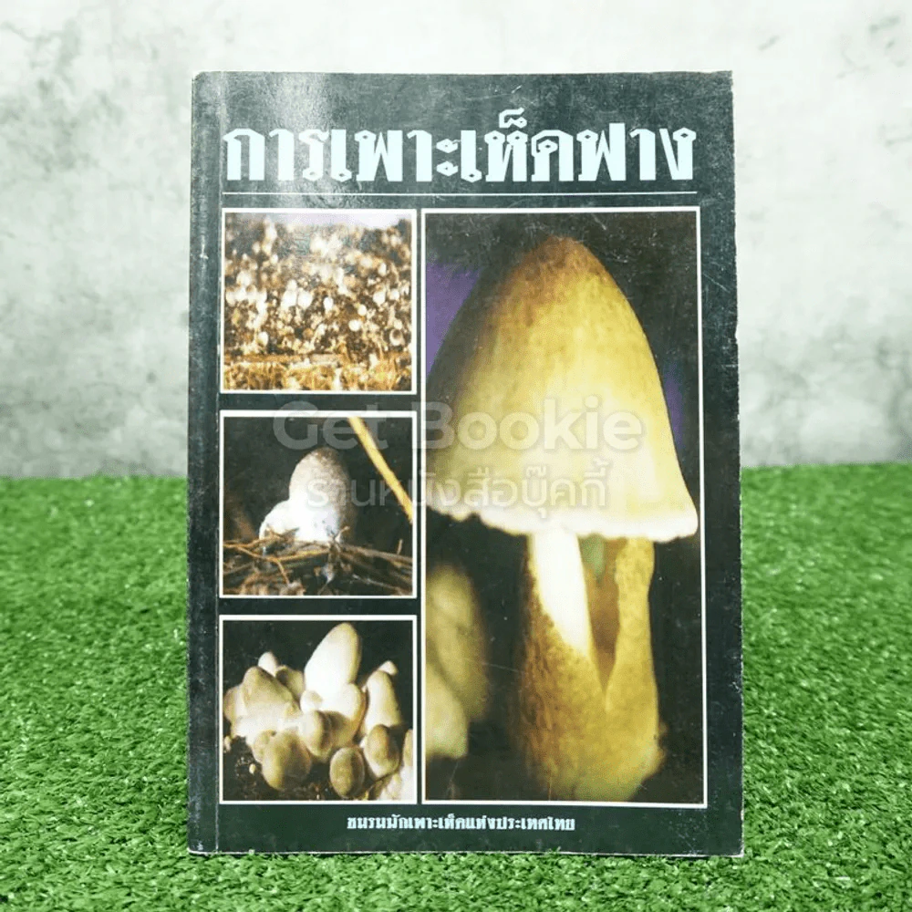 การเพาะเห็ดฟาง รูปที่ 1