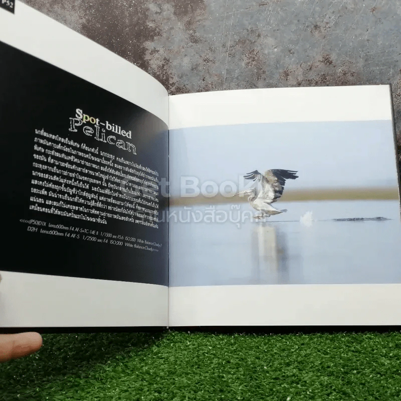 Photographic Art of Thai Bird ความในภาพนก 2 เล่ม รูปที่ 5