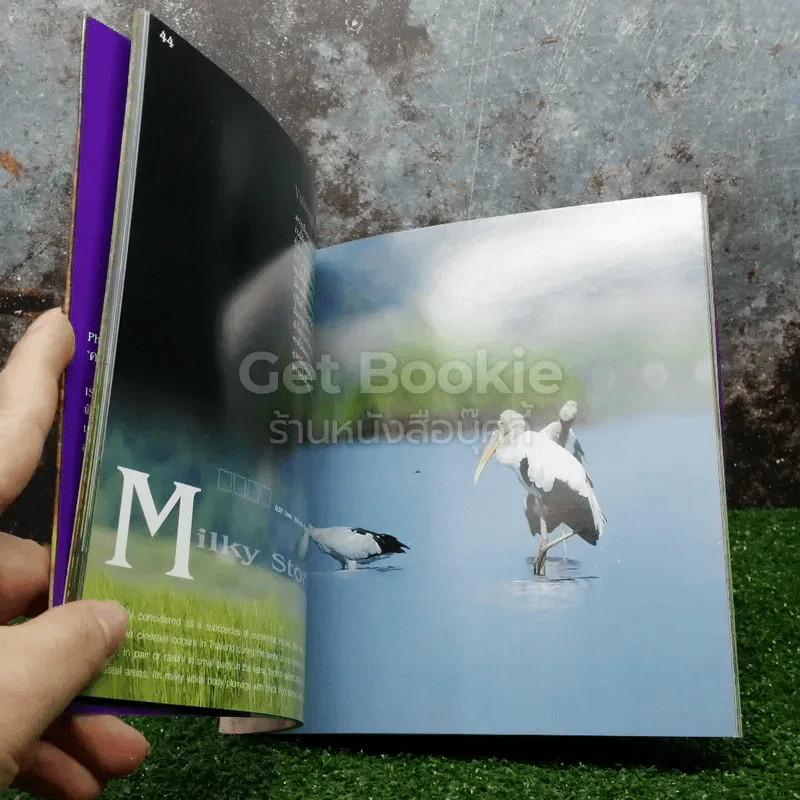 Photographic Art of Thai Bird ความในภาพนก 2 เล่ม รูปที่ 4