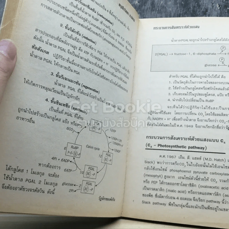 สรุปชีววิทยา ม.ปลาย รูปที่ 7