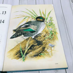 Exotic Birds Central Diary 1990 รูปที่ 5
