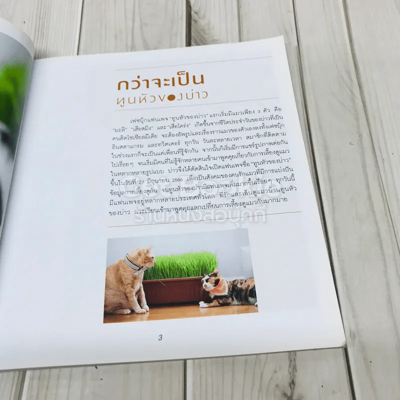 ทูนหัวของบ่าว รูปที่ 11