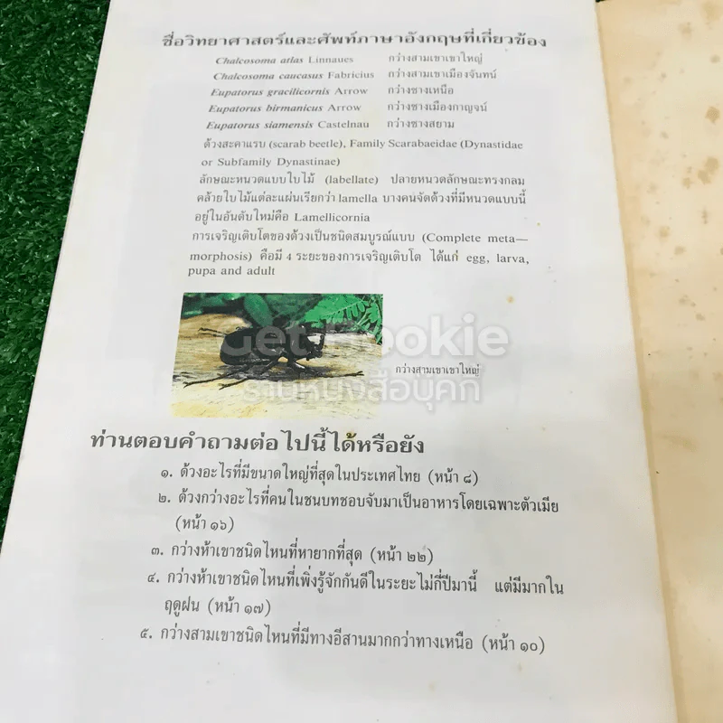 กว่างสามเขา และกว่างห้าเขา - พิสุทธิ์ เอกอำนวย รูปที่ 10