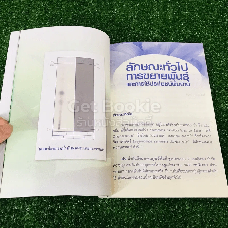 สมุนไพรน่ารู้ (4) กระชายดำ รูปที่ 14