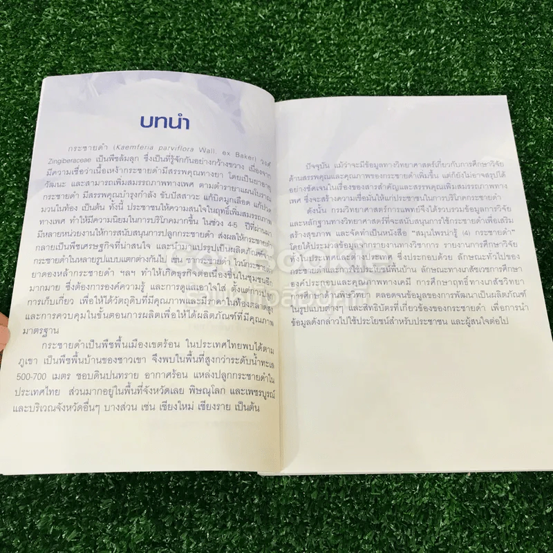 สมุนไพรน่ารู้ (4) กระชายดำ รูปที่ 8
