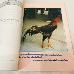ไก่ชนพระนเรศวรมหาราช รูปที่ 7